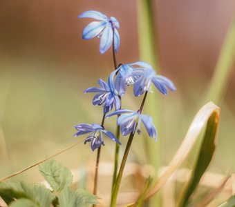 Пролеска сибирская