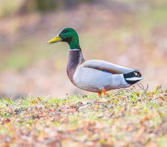 Селезень гуляет по полянке