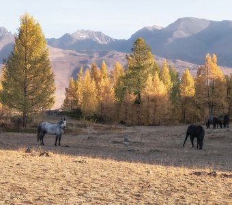 Алтайский склон