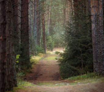 Декабрьский лес в Подмосковье
