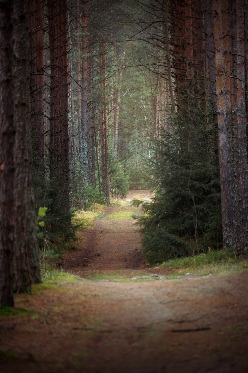 Декабрьский лес в Подмосковье