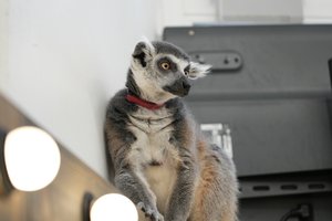 Не игрушка: Московский зоопарк изъял лемура Васю из антикафе