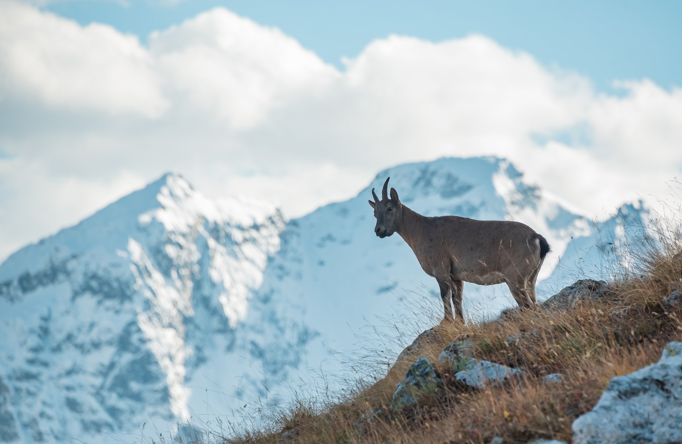 Кубанский тур, или западнокавказский тур, или западнокавказский козёл, или кавказский горный козёл, или кавказский тур (лат. Capra caucasica)