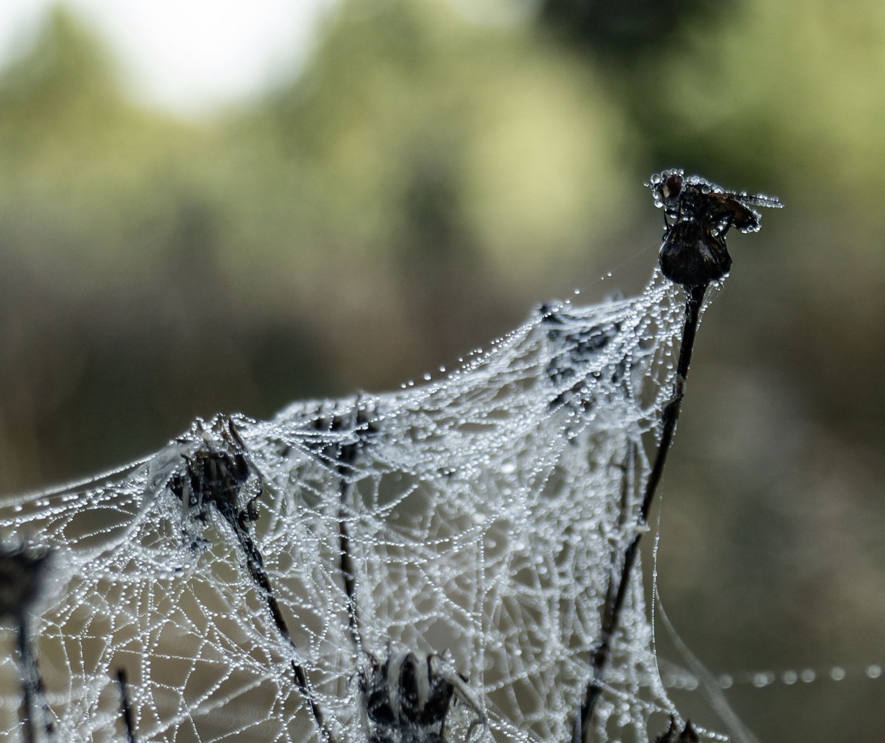 Муха в росе