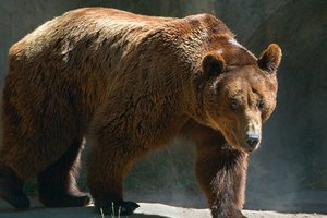 Туристы в Карелии спаслись от медведя, забравшись на дерево