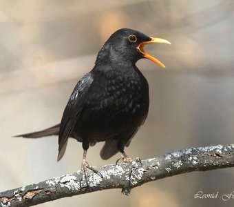 Запевка черного дрозда