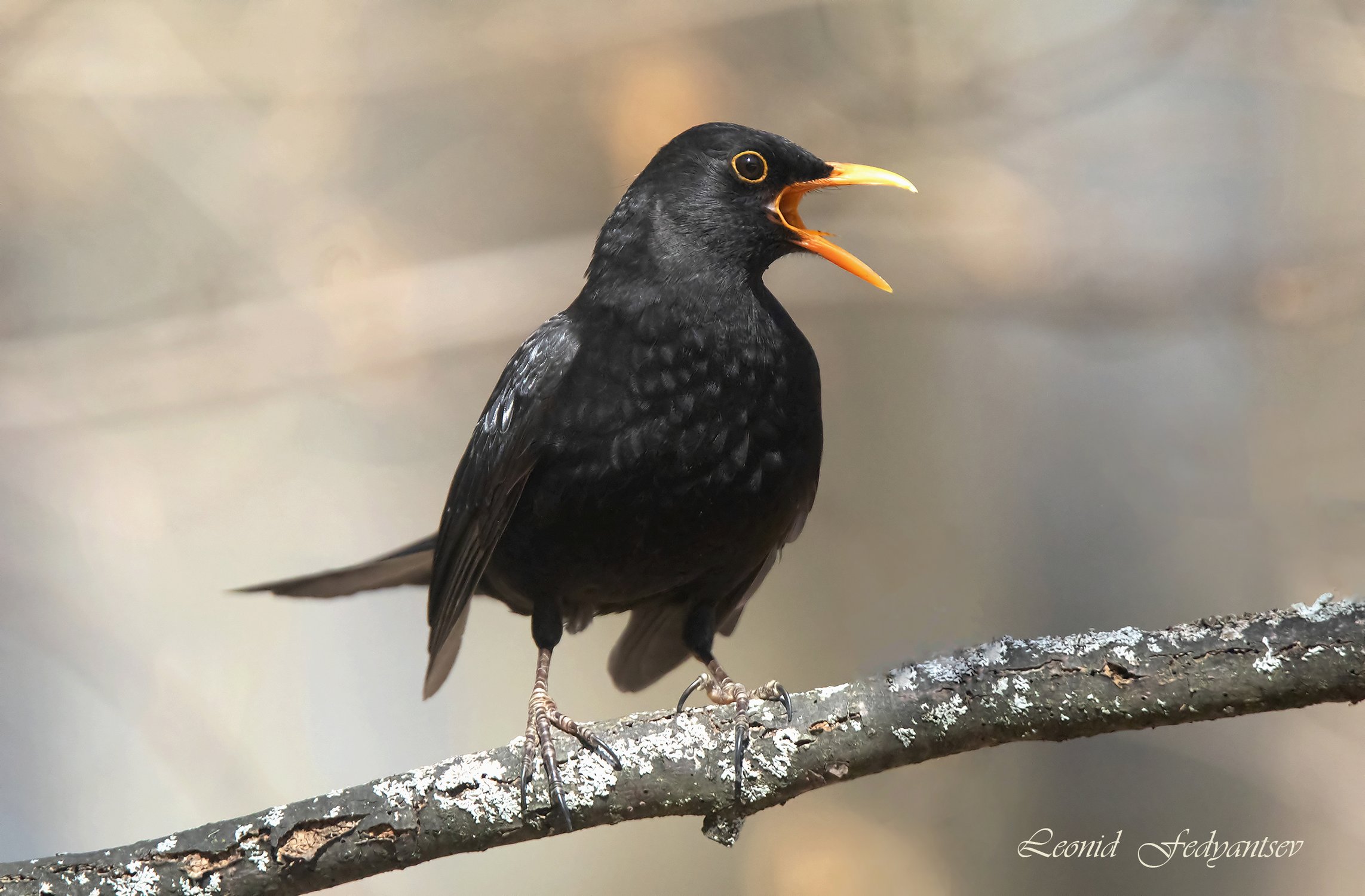 Запевка черного дрозда