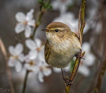 Весенняя теньковка