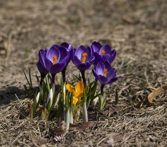 Крокусы