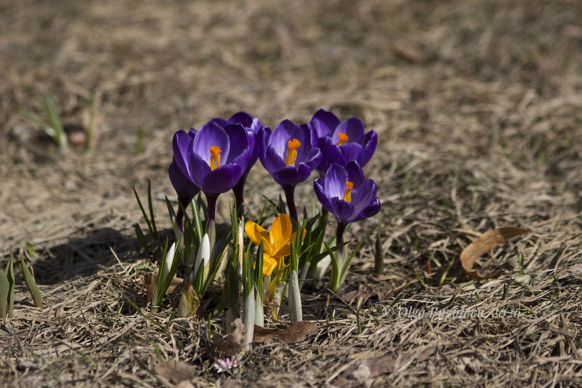 Крокусы
