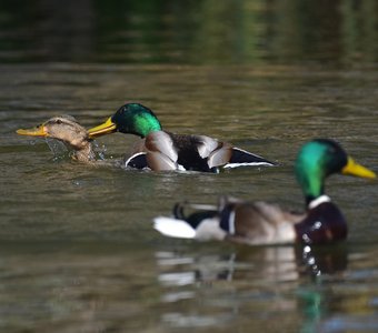 «Третий лишний или весна на утиной улице»