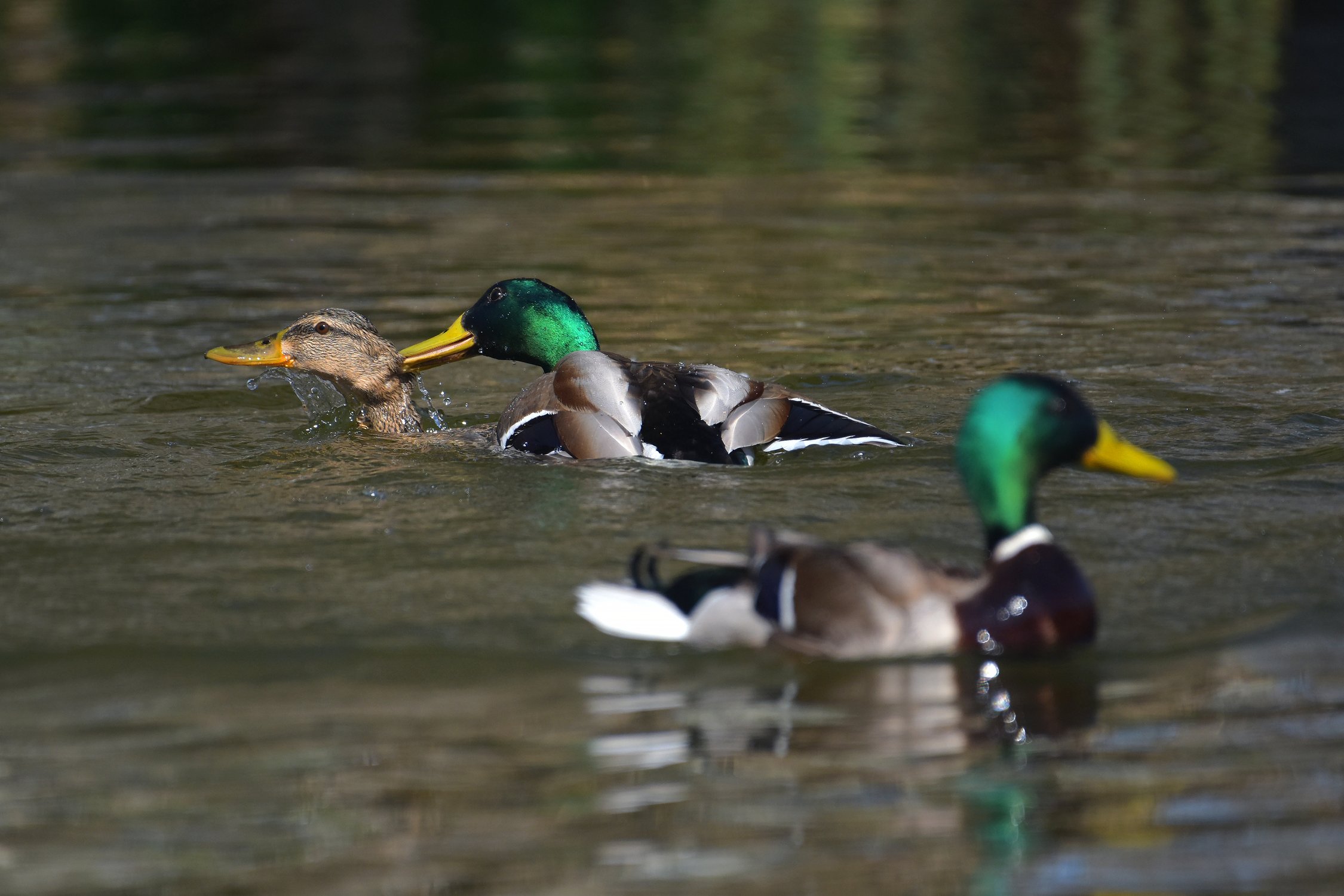 Третий лишний или весна на утиной улице