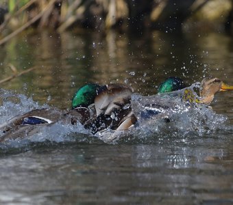 Третий лишний или весна на утиной улице