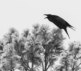 Чёрный ворон