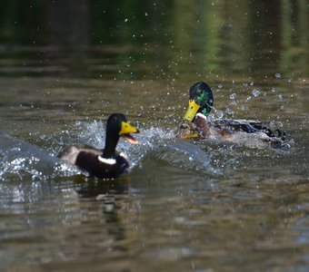 Третий лишний или весна на утиной улице