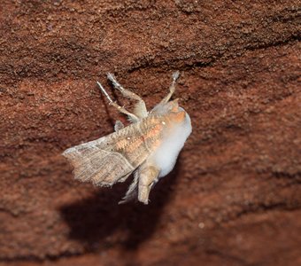 Белая пушистая плесень паразитирует на бабочке