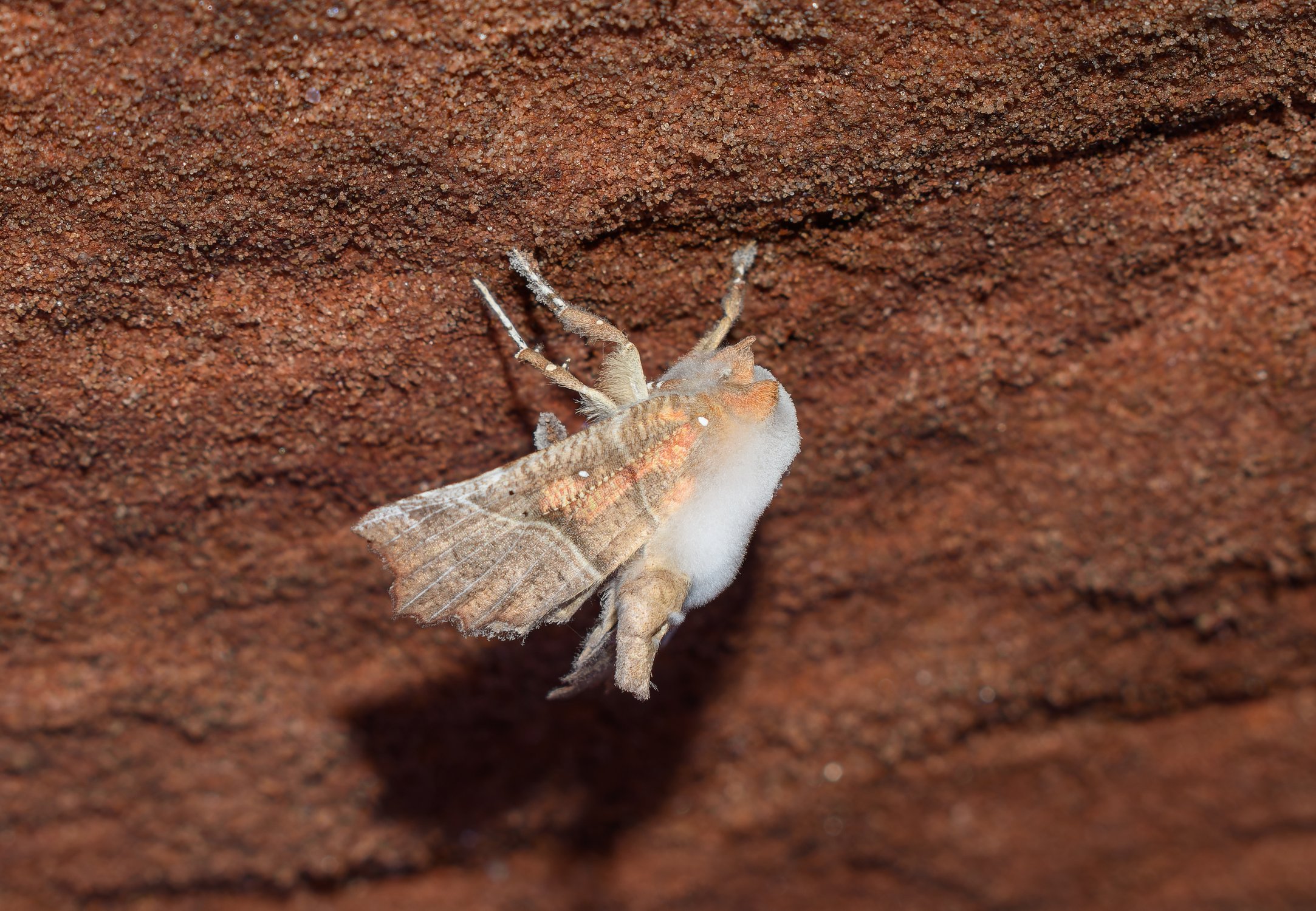 Белая пушистая плесень паразитирует на бабочке