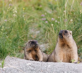 Байбаки Сенгилеевских гор