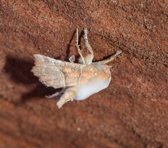 Белая пушистая плесень паразитирует на бабочке