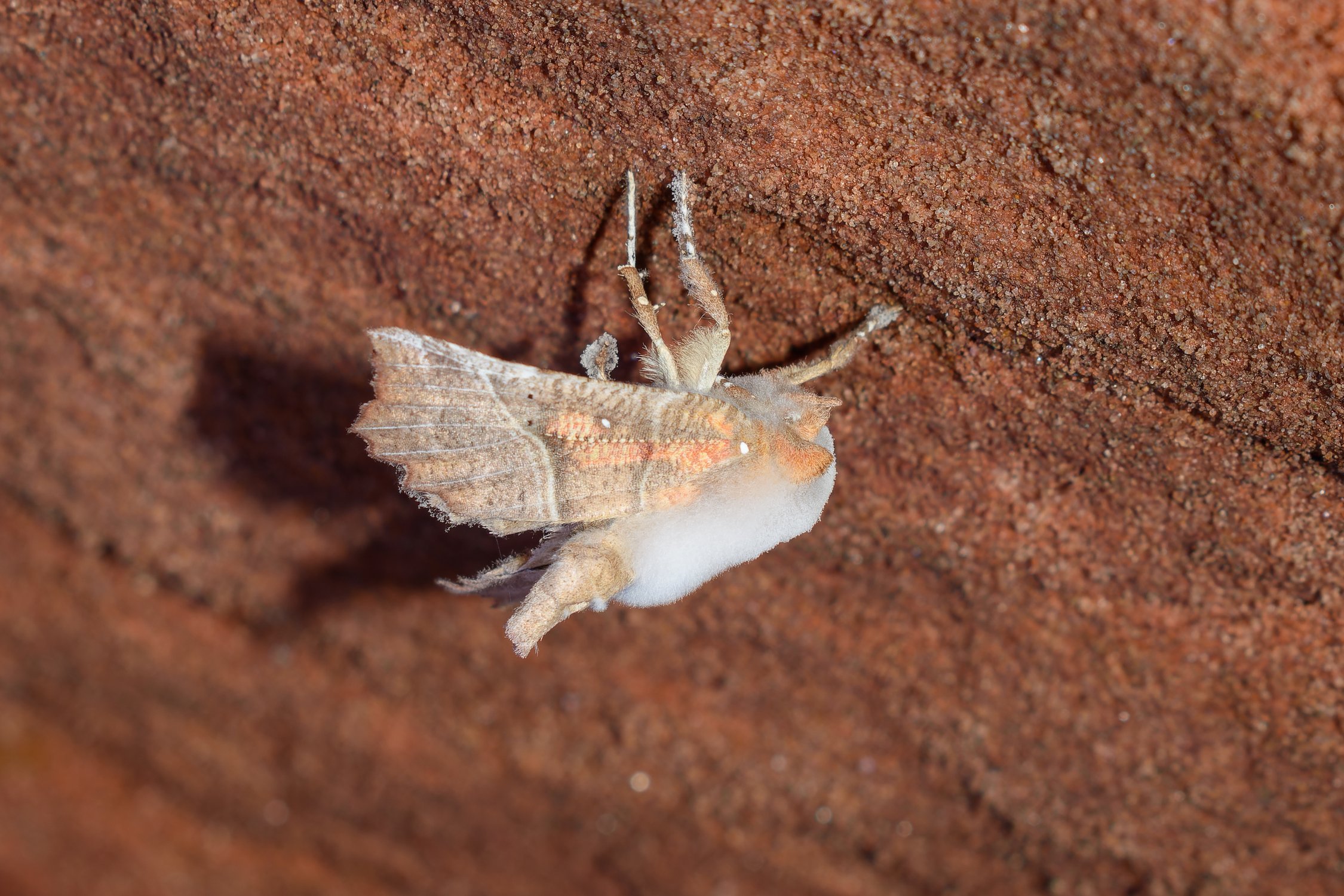 Белая пушистая плесень паразитирует на бабочке