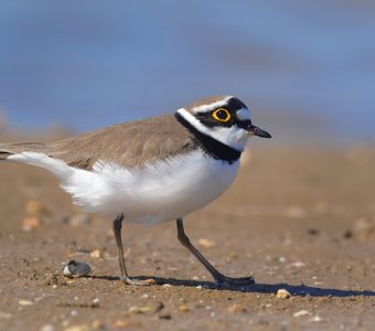 Шагом марш!