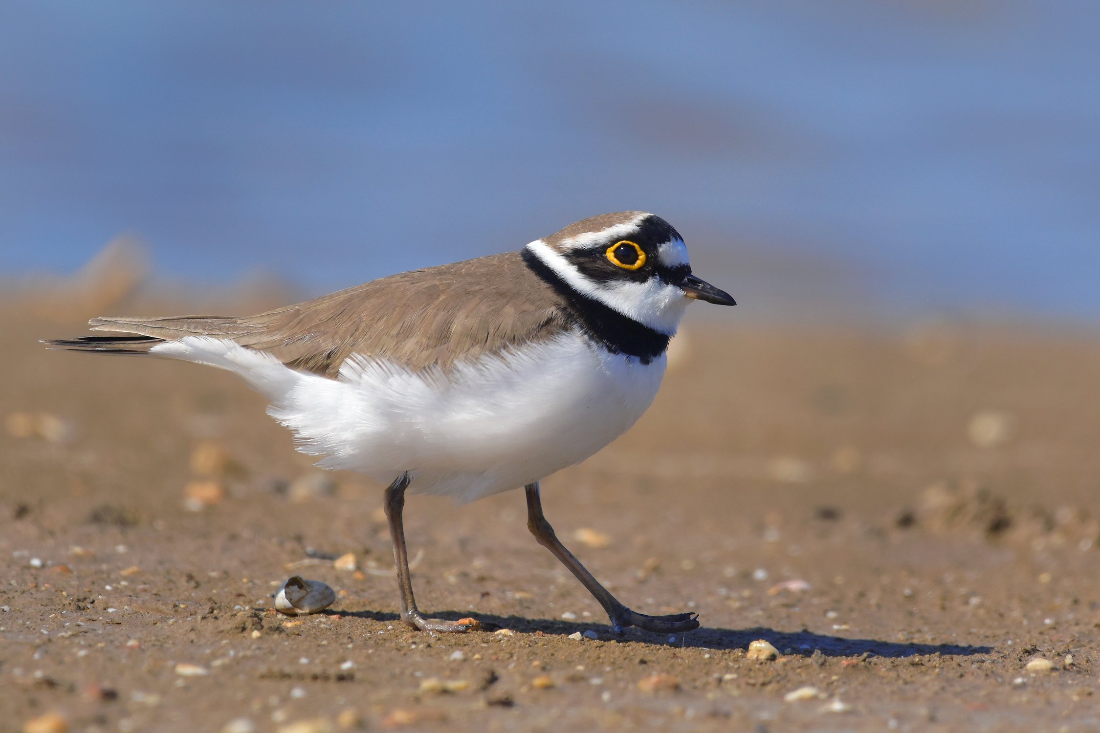 Шагом марш!