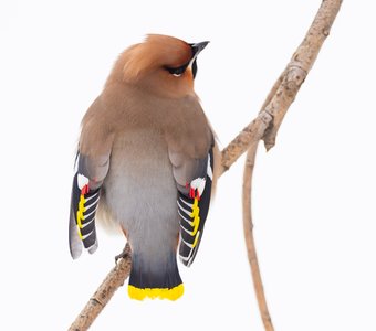 Очаровательная пташка