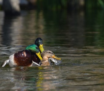 Третий лишний или весна на утиной улице