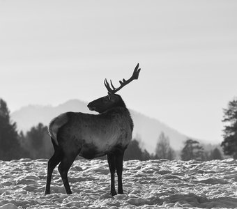 Краса Алтая