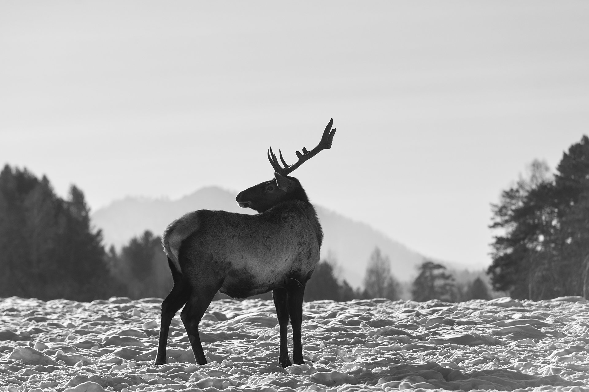 Краса Алтая