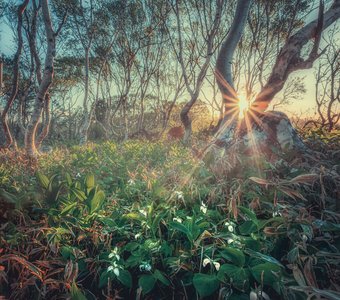 Колдовской лес. Остров Кунашир