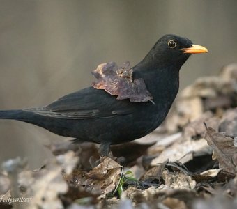 Как вам мой прикид?