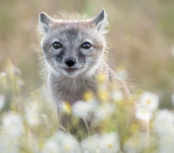 Ромашковое детство