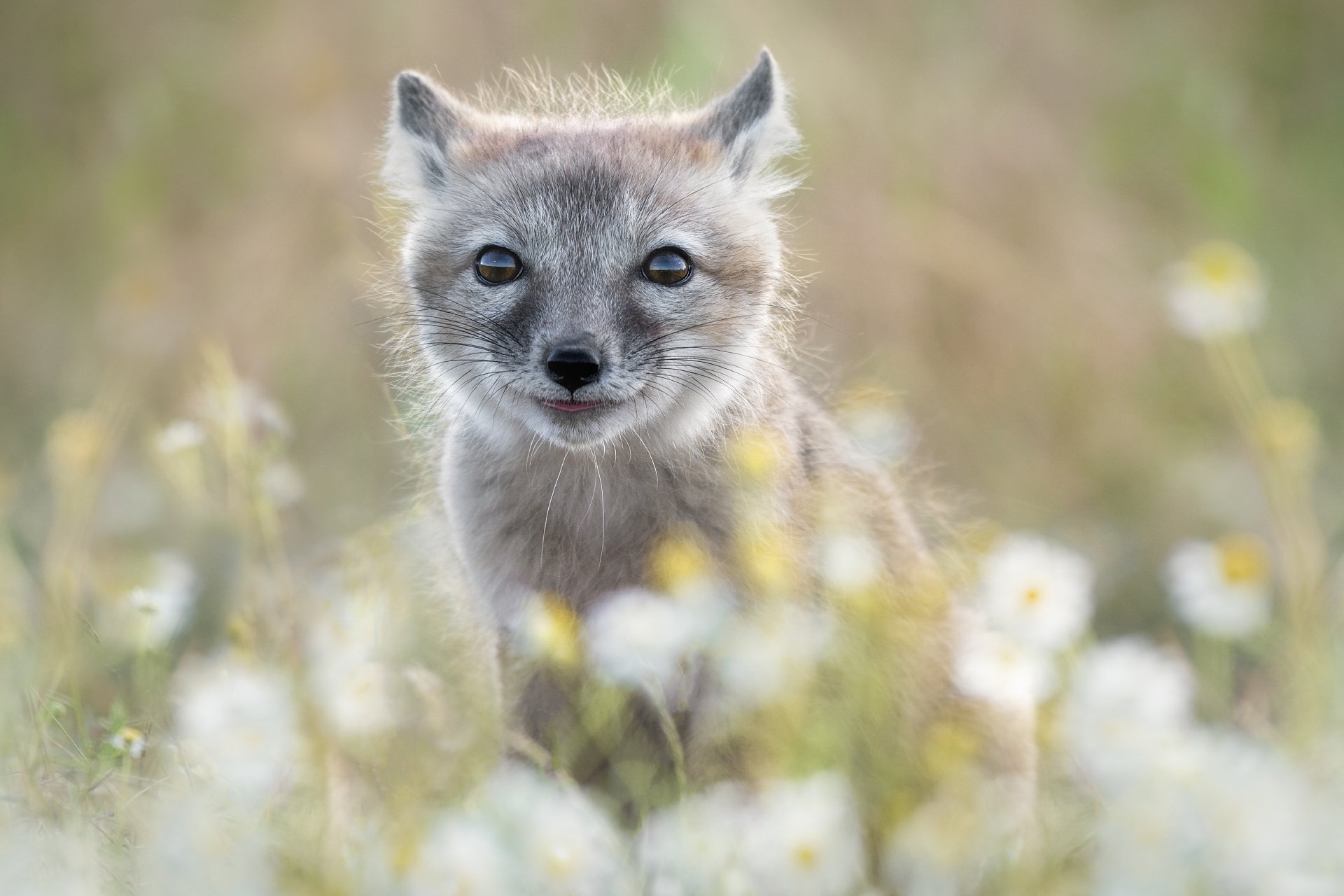 Ромашковое детство