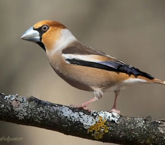 Портрет Дубоноса