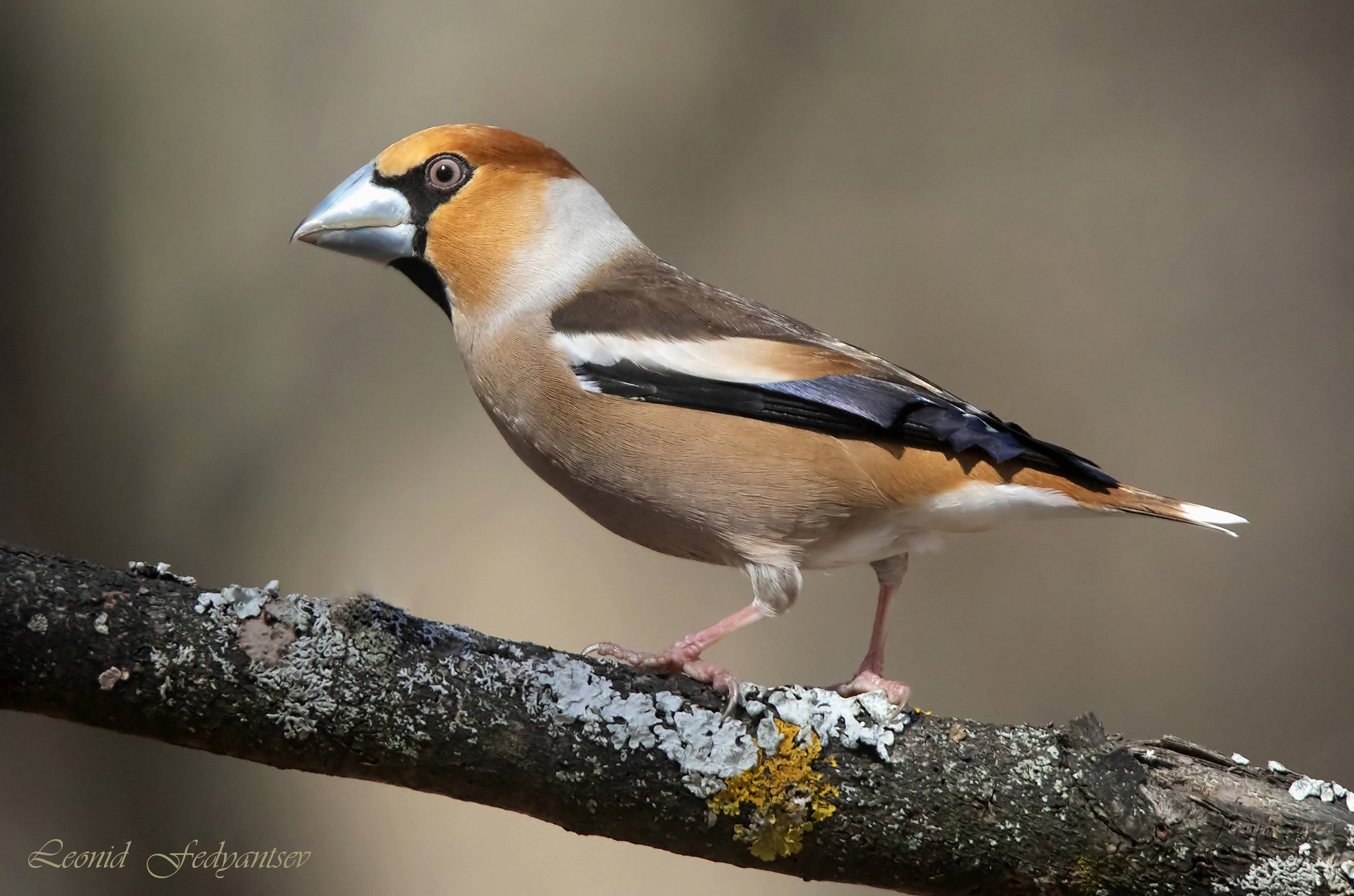 Портрет Дубоноса