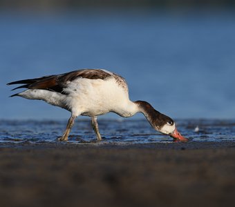 Время завтрака