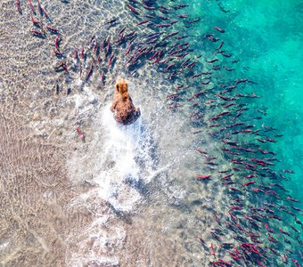 Охота в бирюзе