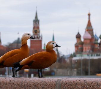 Столичные огари наслаждаются Московской весной.