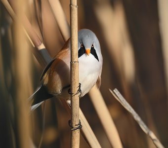 Пушистая угроза