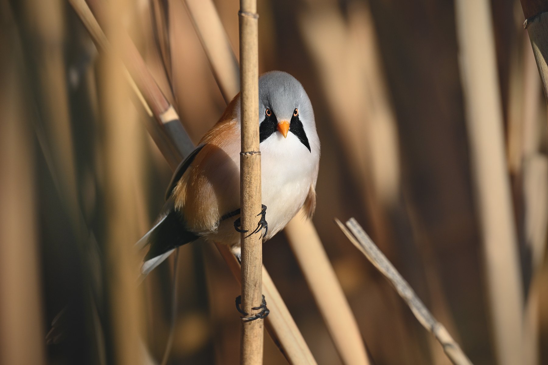 Пушистая угроза