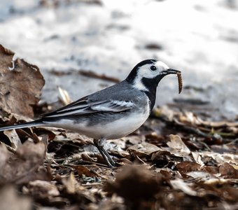 Трясогузка с добычей