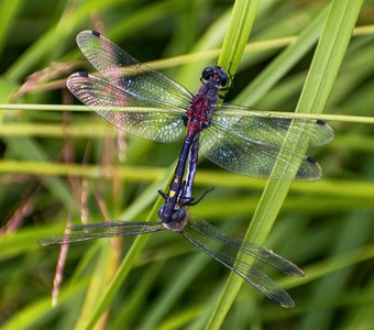 Танец двух сердец в полете