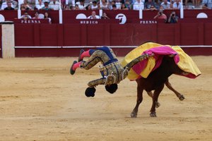 Бывший матадор погиб, тренируя быков к корриде