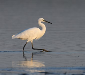 Променад по мелководью