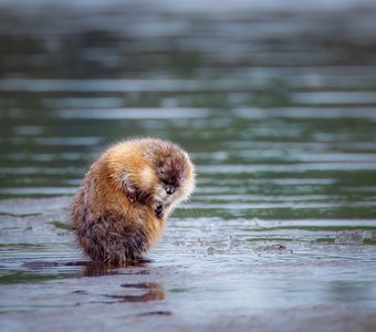 Ой, испачкался