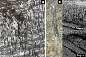 В Африке есть рыбы, которые карабкаются вверх по водопаду