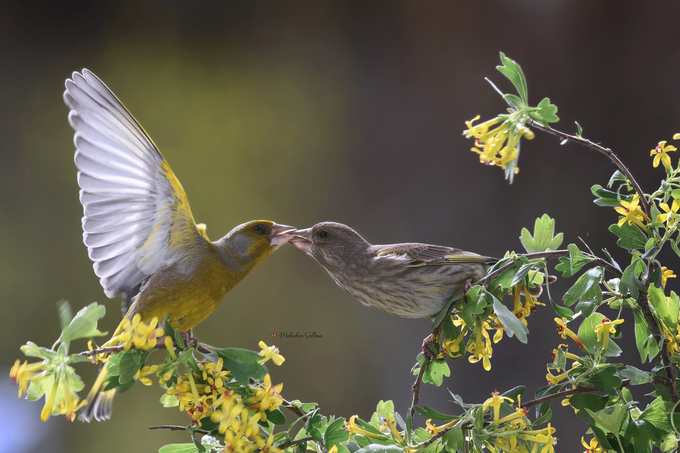 Весенний поцелуй