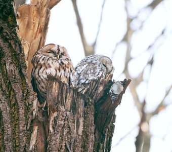 Одна сова хорошо, а две лучше