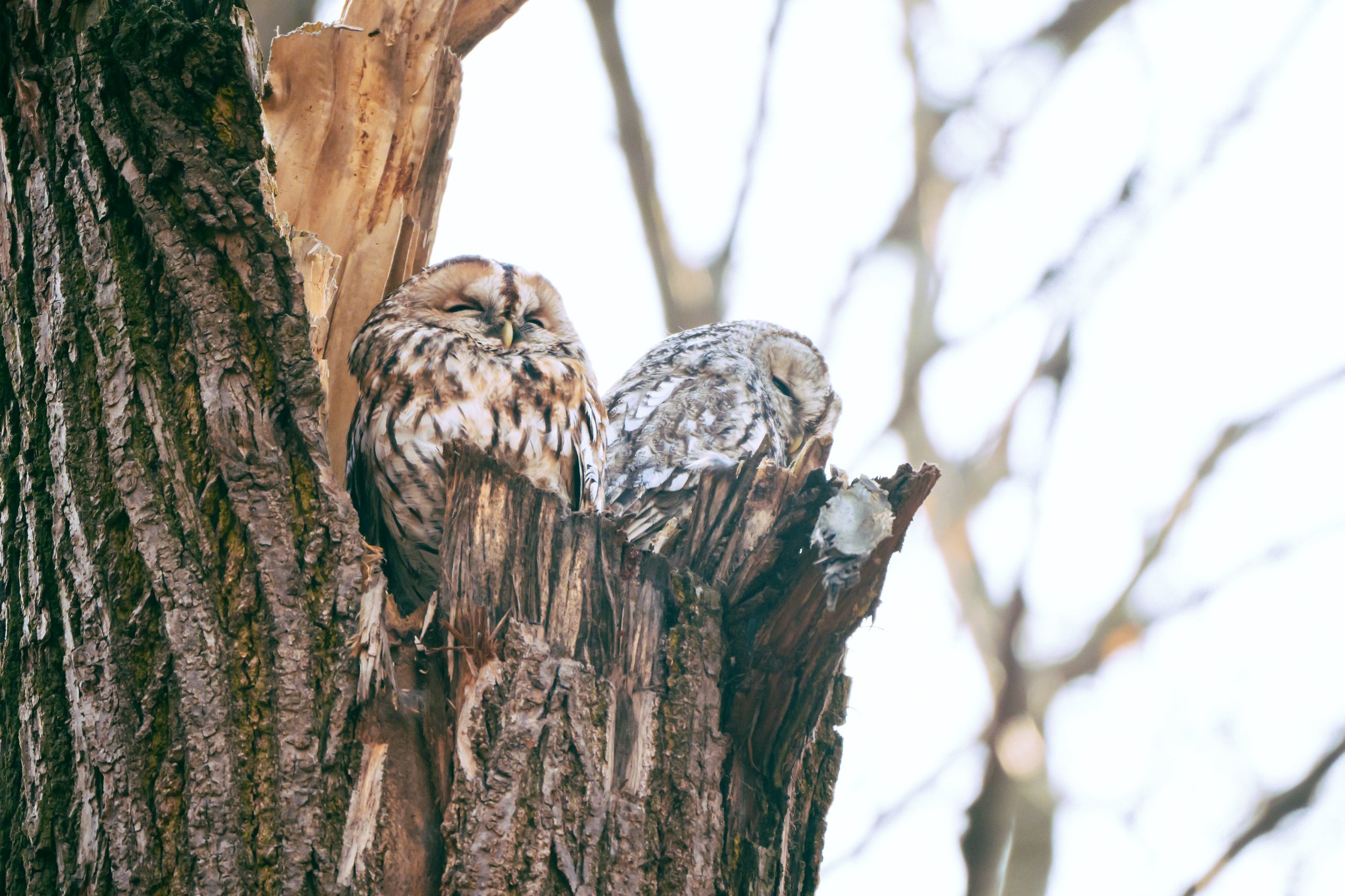 Одна сова хорошо, а две лучше